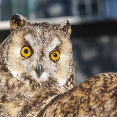 5 Φτερουγίσματα!